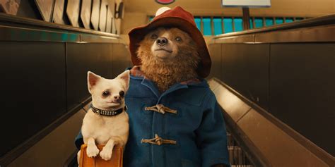 Paddington na Amazónia 2025